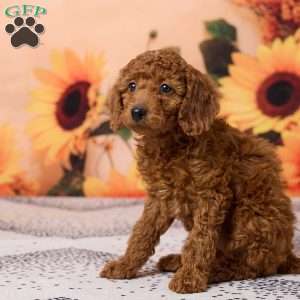 Callie, Miniature Poodle Puppy